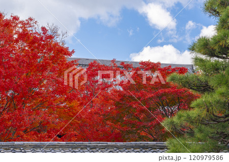 秋の京都　妙覺寺（妙覚寺）　真っ赤なモミジと本堂屋根 120979586
