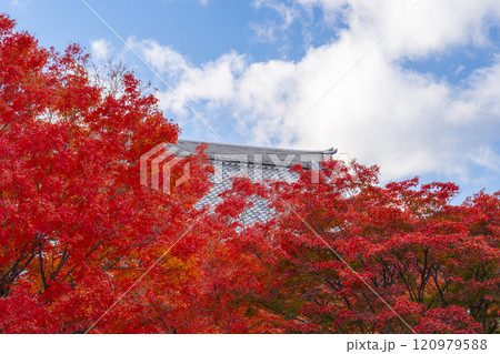 秋の京都 妙覺寺(妙覚寺) 真っ赤なモミジと本堂屋根 秋の京都 妙覺寺(妙覚寺) 真っ赤なモミジと本堂屋根 120979588