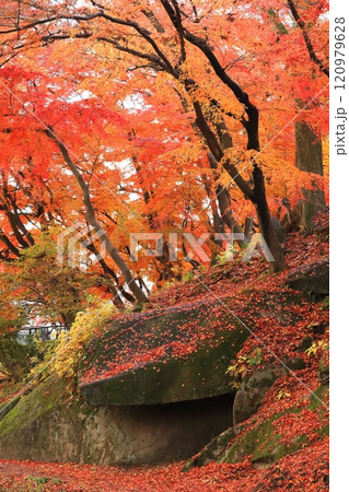 盛岡城址公園2024秋 120979628