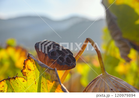蓮の花托【朝日】 120979894