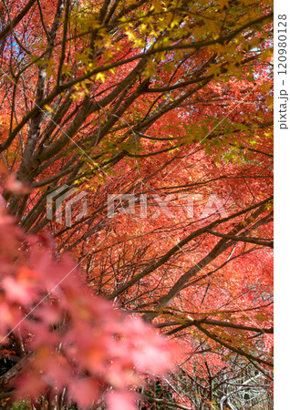 古道の紅葉 古道の紅葉 120980128