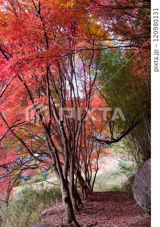 古道の紅葉 古道の紅葉 120980131