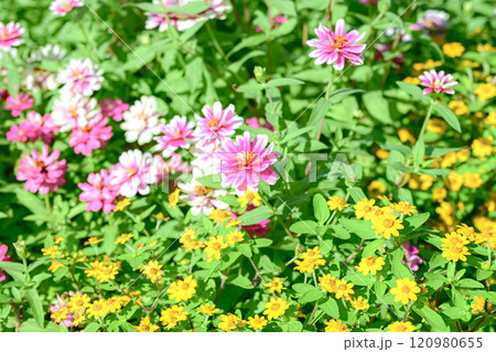 るるパークの花畑 120980655