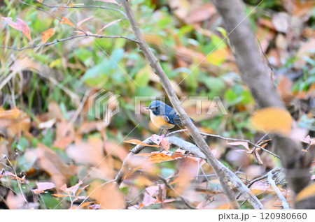 枝に止まる野鳥 ルリビタキ (オス) 枝に止まる野鳥 ルリビタキ (オス) 120980660