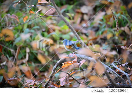 枝に止まる野鳥 ルリビタキ (オス) 枝に止まる野鳥 ルリビタキ (オス) 120980664