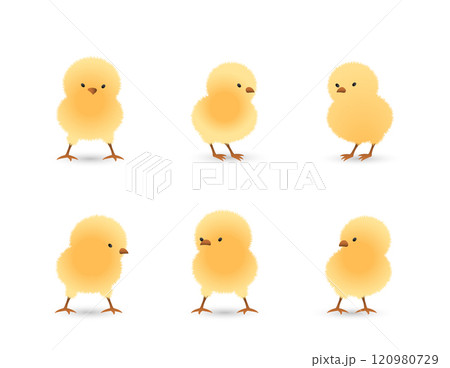 Chicks standing set 120980729