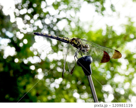 車のアンテナに止まるトンボ 120981119