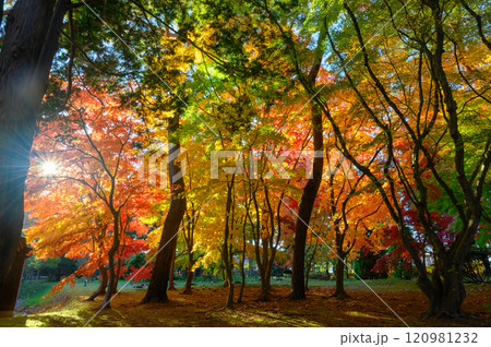 鮮やかな紅葉 120981232