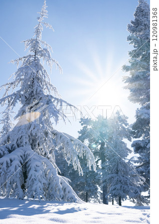 Snow covered trees. Winter forest 120981368