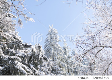 Snow covered trees. Winter forest 120981399