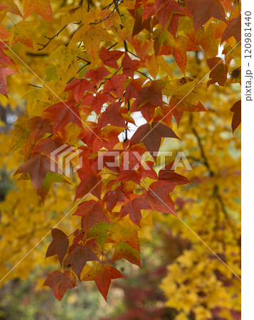カラフルなフウの紅葉 カラフルなフウの紅葉 120981440