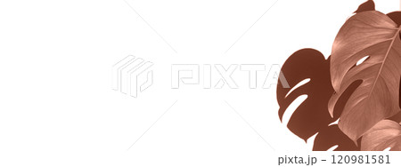 Color of the year, 2025, mocha mousse, Monstera plant banner. 120981581