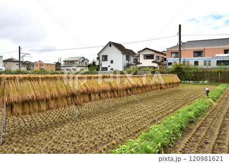 JR相模線沿いの田んぼの田園風景 JR相模線沿いの田んぼの田園風景 120981621