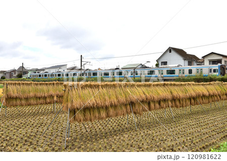 JR相模線沿いの田んぼの田園風景 120981622
