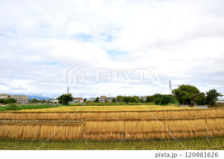JR相模線沿いの田んぼの田園風景 120981626