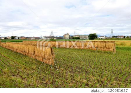 JR相模線沿いの田んぼの田園風景 JR相模線沿いの田んぼの田園風景 120981627