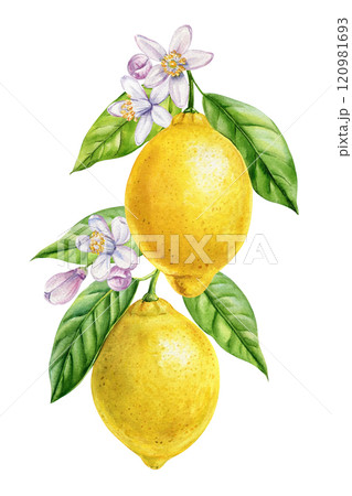 Lemons branch. Watercolor fresh citrus lemon, flowers and leaves, tropical yellow fruit isolated botanical illustration 120981693