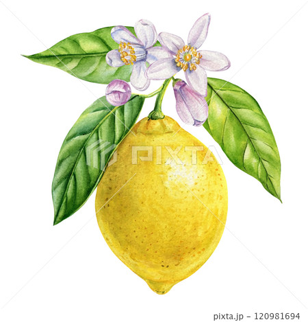Watercolor tropical lemon branch with flowers, leaves, summer citrus fruit, botanical design isolated white background Watercolor tropical lemon branch with flowers, leaves, summer citrus fruit, botanical design isolated white background 120981694