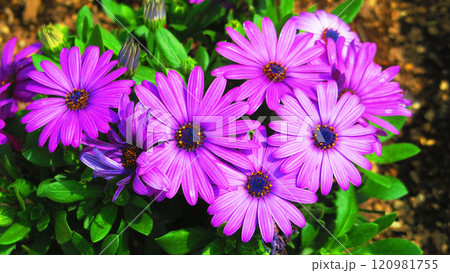 紫色のオステオスペルマムの満開の花の風景 120981755