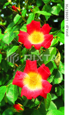 赤いバラ（カクテル、コクテール）のある風景 120981756