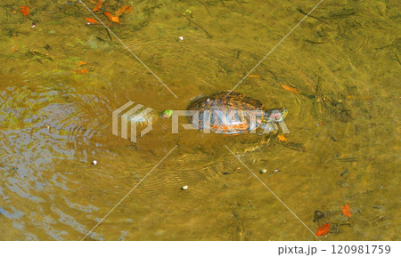 親子のミシシッピアカミミガメの風景 親子のミシシッピアカミミガメの風景 120981759