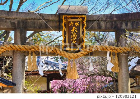 水火天満宮 鳥居と美しい枝垂れ桜(京都府京都市上京区) 水火天満宮 鳥居と美しい枝垂れ桜(京都府京都市上京区) 120982121