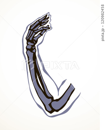 Vector drawing. Bones of the arm and shoulder Vector drawing. Bones of the arm and shoulder 120982458