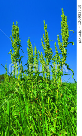 野原のギシギシと青空の風景 野原のギシギシと青空の風景 120982519