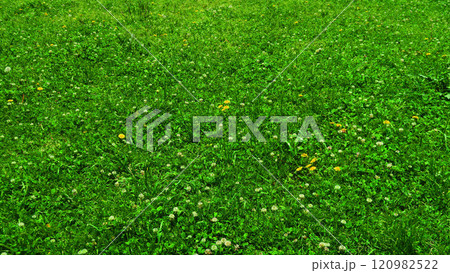 公園の野原の緑の風景 120982522