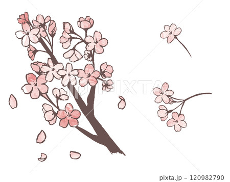 水彩風桜セット 120982790