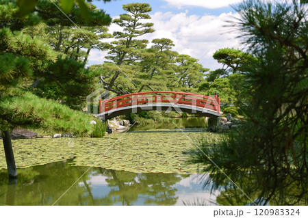 日本庭園の池にかかる赤い橋 120983324