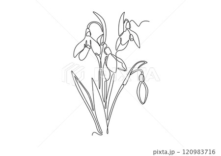 Continuous one line drawing beauty fresh galanthus for home decor wallpaper art poster print. Decorative snowdrop flower for greeting card ornament. Single line draw design vector graphic illustration 120983716