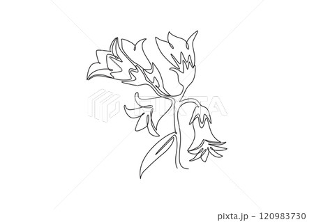 Single one line drawing of beauty fresh perenial plant for home art wall decor poster print. Printable decorative bluebell flower card ornament. Continuous line draw design graphic vector illustration Single one line drawing of beauty fresh perenial plant for home art wall decor poster print. Printable decorative bluebell flower card ornament. Continuous line draw design graphic vector illustration 120983730