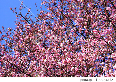 河津桜 120983812