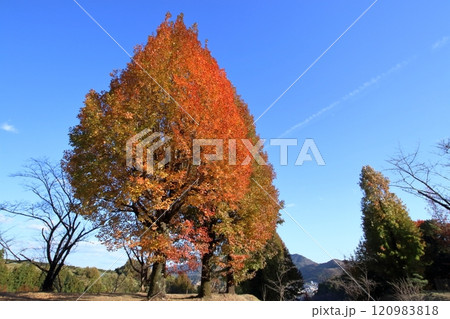 色づくフウの木　初冬　（高知県　高知市　針木浄水場） 120983818
