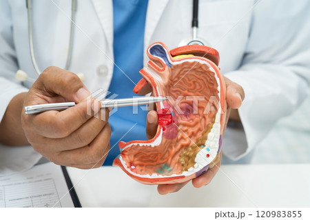 Stomach disease, doctor with human anatomy model for study diagnosis and treatment in hospital. 120983855