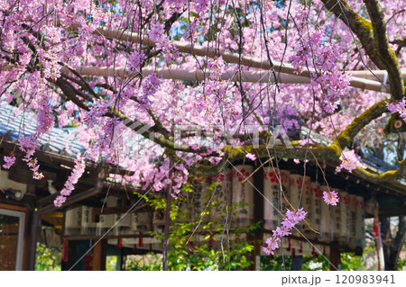 水火天満宮 美しい枝垂れ桜(京都府京都市上京区) 水火天満宮 美しい枝垂れ桜(京都府京都市上京区) 120983941