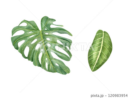 Tropical green leaves illustration clip art isolated background. Tropical houseplant creeper monstera leaf and philodendron plant for printing wall art, package, label. Swiss cheese liana. Tropical green leaves illustration clip art isolated background. Tropical houseplant creeper monstera leaf and philodendron plant for printing wall art, package, label. Swiss cheese liana. 120983954