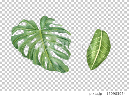 Tropical green leaves illustration clip art isolated background. Tropical houseplant creeper monstera leaf and philodendron plant for printing wall art, package, label. Swiss cheese liana. Tropical green leaves illustration clip art isolated background. Tropical houseplant creeper monstera leaf and philodendron plant for printing wall art, package, label. Swiss cheese liana. 120983954