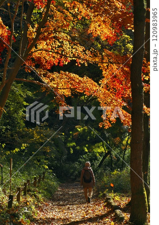 紅葉の中を散策する女性 120983965