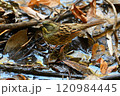 アオジ 120984445