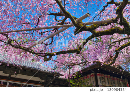 水火天満宮 美しい枝垂れ桜(京都府京都市上京区) 水火天満宮 美しい枝垂れ桜(京都府京都市上京区) 120984584
