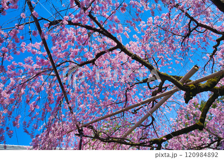 水火天満宮 美しい枝垂れ桜(京都府京都市上京区) 水火天満宮 美しい枝垂れ桜(京都府京都市上京区) 120984892