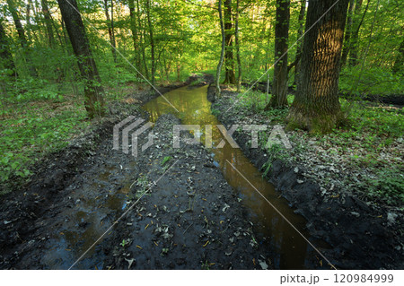 A puddle on a dirt road in the spring forest 120984999