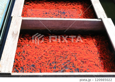 夏・金魚【奈良県大和郡山市】 夏・金魚【奈良県大和郡山市】 120985022