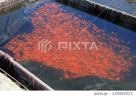 夏・金魚【奈良県大和郡山市】 120985023