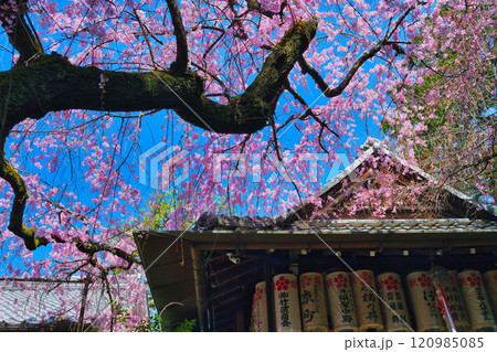 水火天満宮 美しい枝垂れ桜(京都府京都市上京区) 水火天満宮 美しい枝垂れ桜(京都府京都市上京区) 120985085