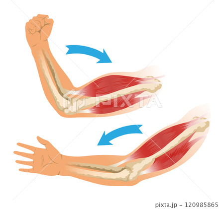 Arm muscle biceps with skeleton. Muscle tension of human hand on white background. Bones and joints in male silhouette. Medical vector illustration of hand for clinic or hospital 120985865