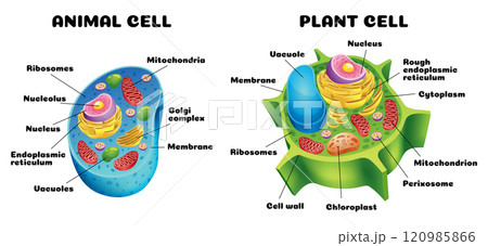 A detailed comparison of diagrams illustrating the differences between animal and plant cells 120985866