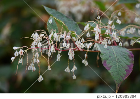長野県北安曇郡小谷村千国の栂池高原にある自然公園、中部山岳国立公園のイタドリ 長野県北安曇郡小谷村千国の栂池高原にある自然公園、中部山岳国立公園のイタドリ 120985884